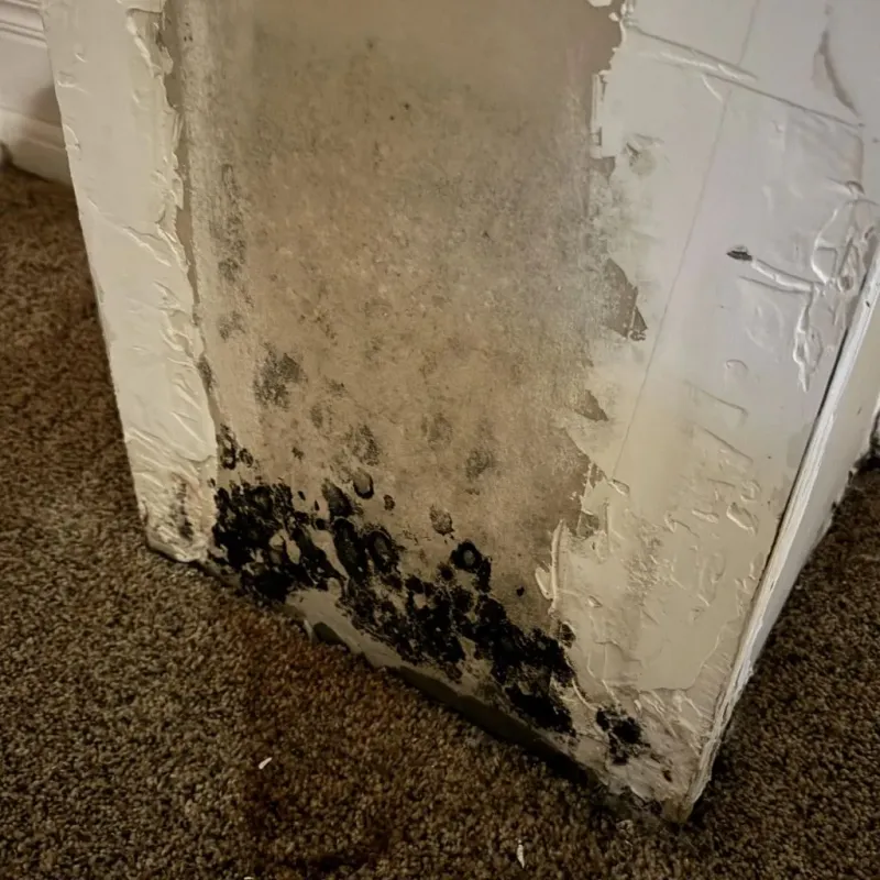 Professional Mold Removal in Higginsville, MO